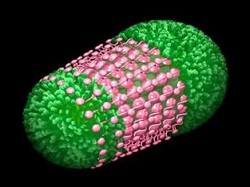 Schematic diagram of one cell surface structures FIG Mycoplasma