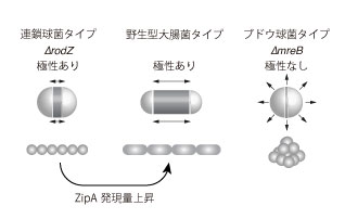 説明図