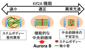 Kif2A機能制御異常による分裂障害の概略