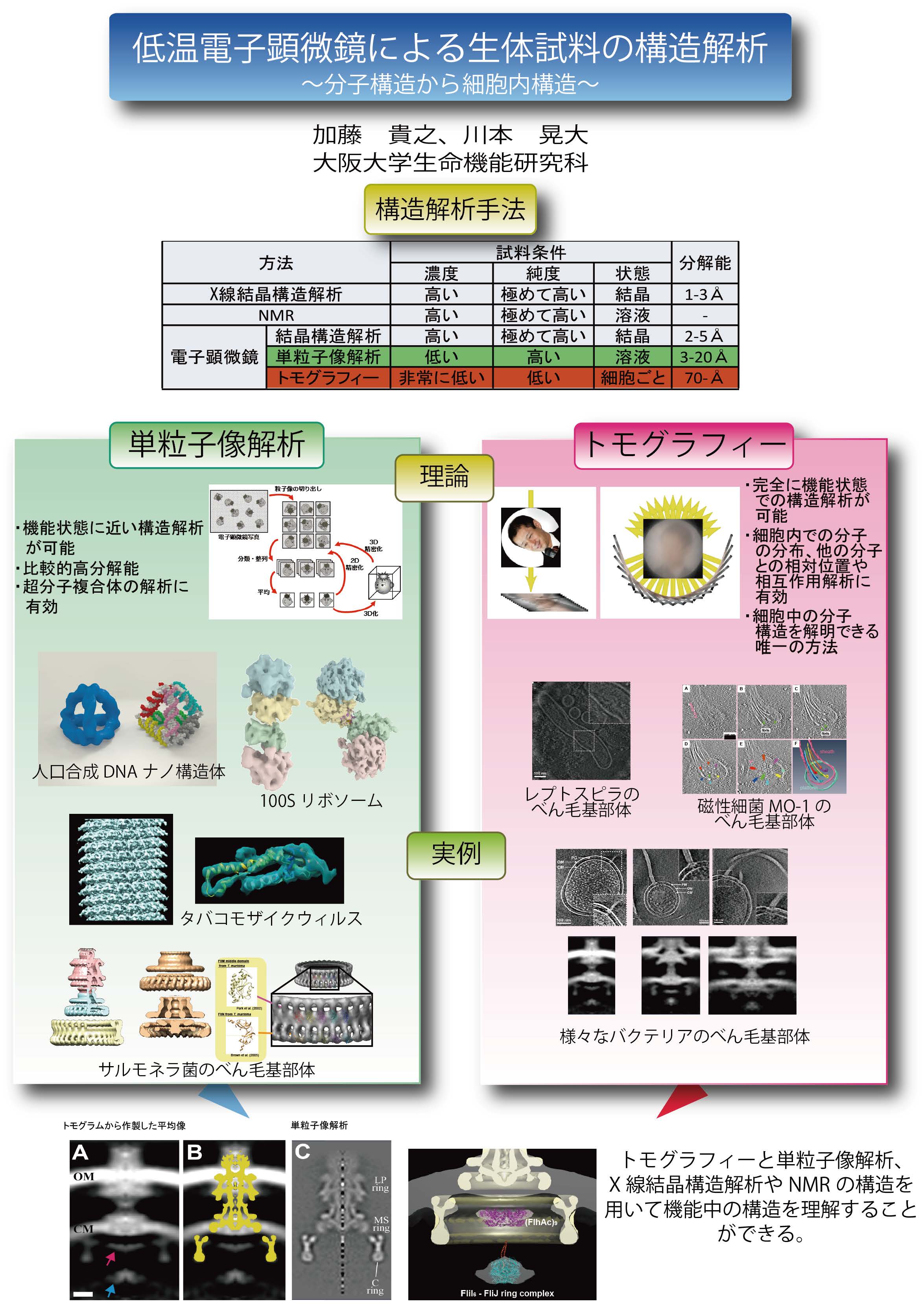 低温電子顕微鏡による生体試料の構造解析